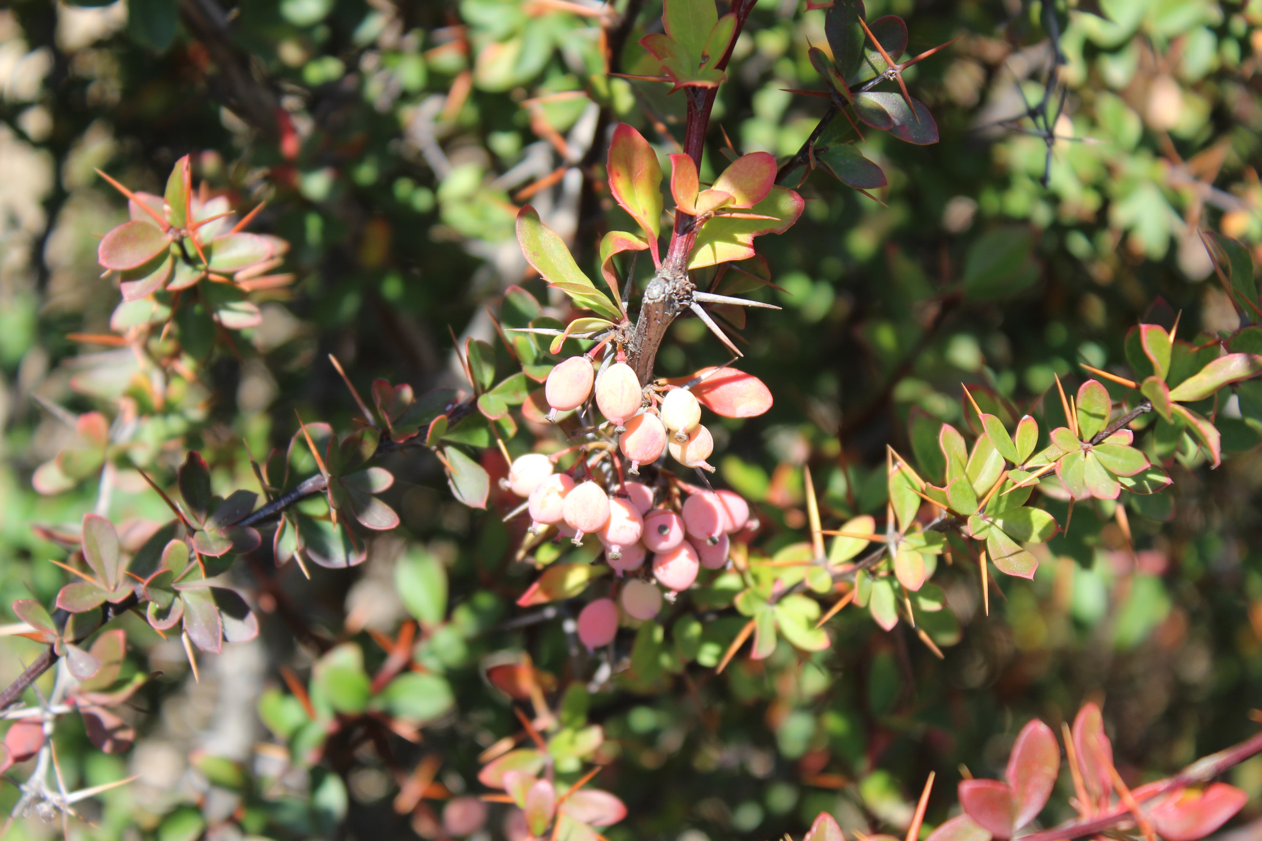 Plant Image